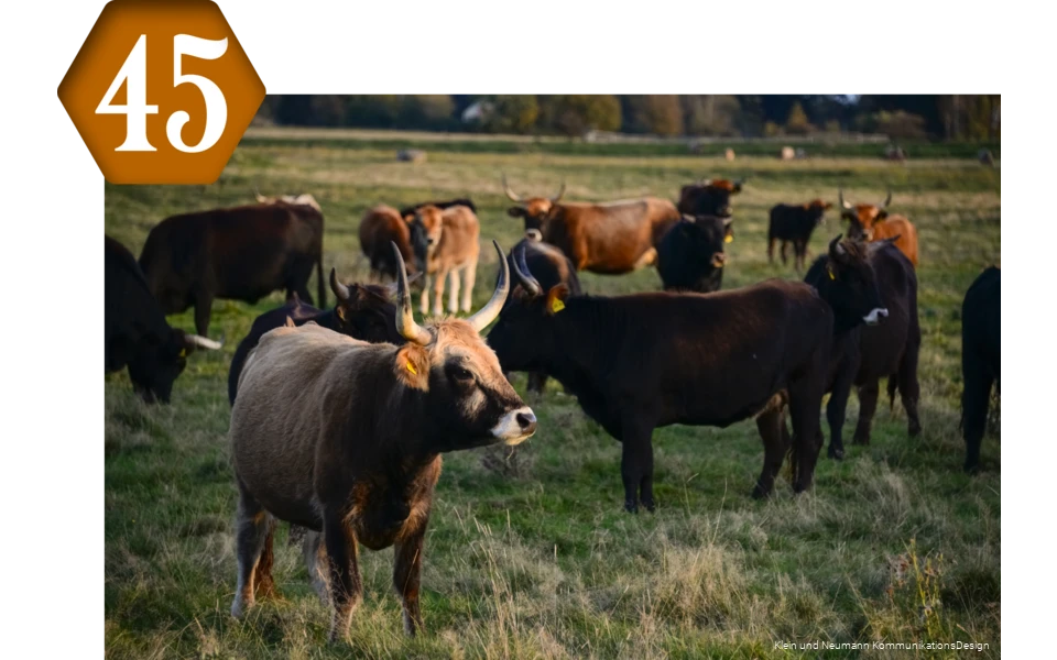 45_Apricke_WildeWeiden.png