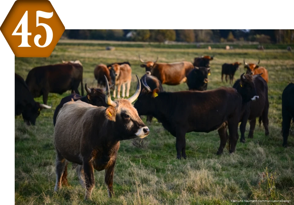 45_Apricke_WildeWeiden.png 45_Apricke_WildeWeiden.png